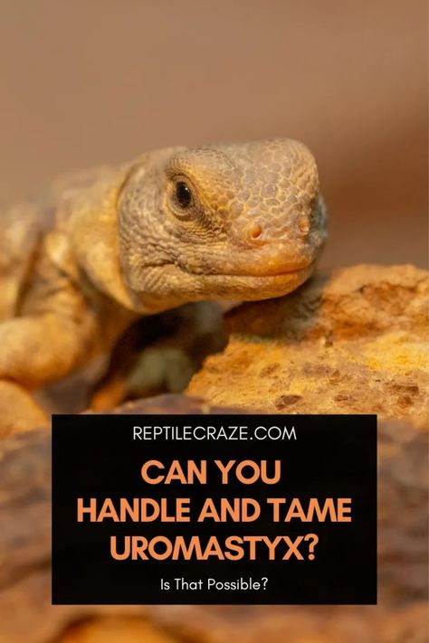 Uromastyx Lizard, Lizard Types, Pet Lizards, Animal Room, Lizards, Don T Know, Your Pet, Reptiles, Pet Care