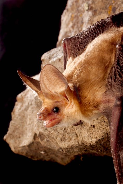 Pallid Bat, Angelo State University, Coastal Redwood, Bat Species, Sierra Nevada Mountains, Redwood Forest, Primates, Animal Photo, Mammals