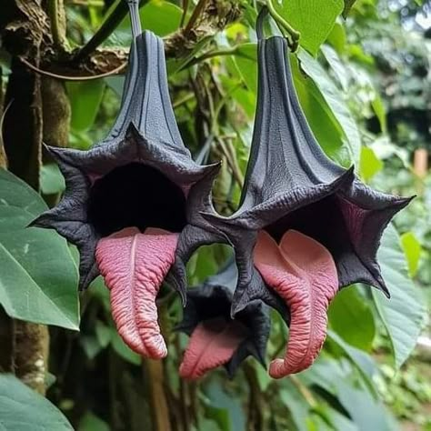 Tacca Chantrieri, Black Bat Flower, Alien Flowers, Creepy Plants, Weird Flowers, Fantasy Plants, Bat Flower, Plant Reference, Goth Garden