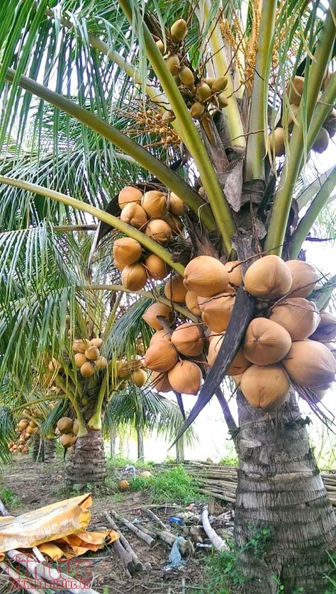 Fruit Bearing Trees Philippines, Fruits And Vegetables Pictures, Growing Vegetables In Pots, Yummy Fruit, Fruit Bearing Trees, Garden Fruit, Vegetable Pictures, Coconut Trees, Beautiful Angels Pictures