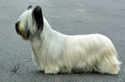 Skye Terrier (Scotland) Skye Terrier, Dog Movies, Pet Breeds, Purebred Dogs, Dogs For Sale, Dog Images, Dog Figurines, Terrier Dogs, Medium Dogs