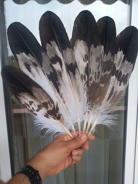 Feather Reference, Bird Of Prey Tattoo, Native Feathers, Smudge Feathers, Indian Feather Tattoos, Petroglyphs Art, Blackfoot Indian, Native American Feathers, Eagle Feather