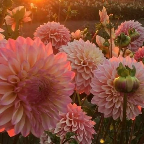 Dahlias Garden, Flower Farmer, Pink Garden, Dahlia Flower, Beautiful Landscape Wallpaper, Landscape Wallpaper, Ground Cover, Flowers Nature, How Beautiful