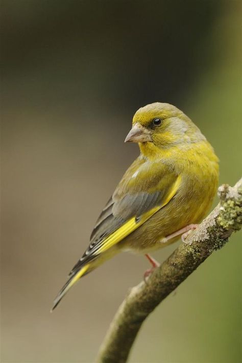 Uk Birds, Greenfinch, Wild Photography, Garden Birds, British Wildlife, Finches, Bird Pictures, All Birds, Arte Animal