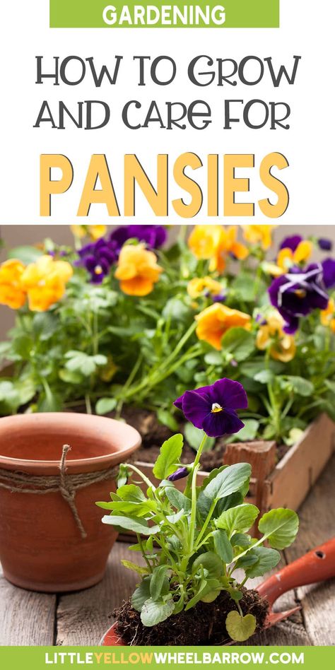 Planters With Pansies, Planting Pansies In Beds, Panseys In Pots, Pansy Flowers Pots, Flower Pots In Flower Beds, Pansy Planter Ideas, Pansies In Containers, Violas Flowers, Spring Container Gardens