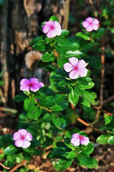 Plant Progation, Periwinkle Plant, Periwinkle Flower, Solar Powered Garden Lights, Periwinkle Flowers, Herbal Plants, Nature Artwork, Easy Garden, Natural Herbs