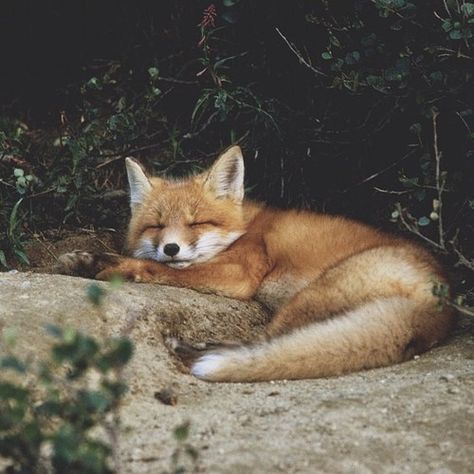 Takin a power nap Fuchs Baby, What Does The Fox Say, Mr Fox, Cute Fox, Wild Things, Woodland Creatures, Red Fox, Cute Creatures, Animal Planet