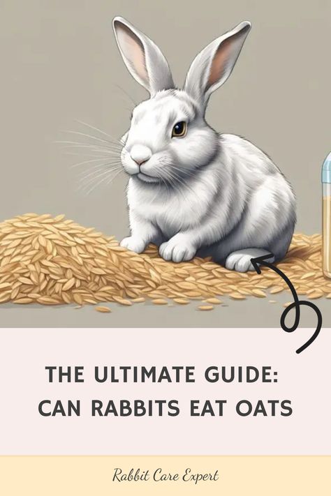 Discover the answer to the popular question, can rabbits eat oats? Learn all about the ideal diet for your fluffy friends. Find out if oats are a suitable treat for your bunnies and how to incorporate them into their meals. Ensure your rabbits' health and happiness with nutritious food options. Explore our comprehensive guide on rabbit nutrition now! Bunny Food, Rabbit Food List, Morning Oats, Rabbit Diet, Rabbit Eating, Porridge Oats, Low Carbohydrate Recipes, Carbohydrates Food, Rabbit Care