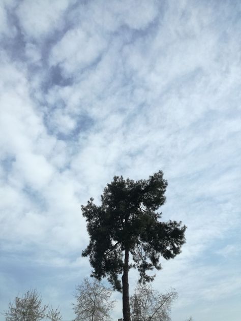 Tree sky blue green clouds free Filter, Photographer