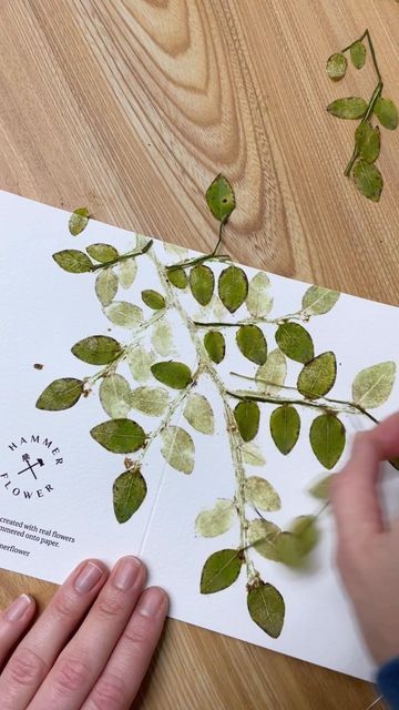 HammerFlower on Instagram: "Peeling off hammered leaves 🔨🌿 #hammeredleaves #naturalprint #botanicalprint #botanical #ecoprint #botanicals #greetingcards #handcrafted #handcraftedcards #holidayseason #holidays" Hammered Leaves On Paper, Hammered Flowers, Leaf Art Diy, Pressed Leaves, Hand Crafted Cards, Craft Project Ideas, Floral Printing, Paper Things, Foil Paper