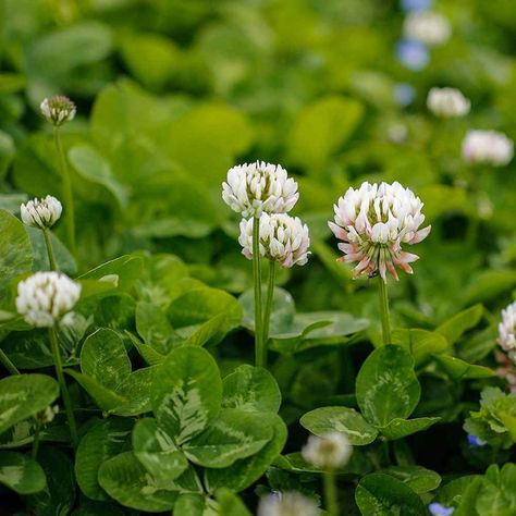 White Dutch Clover, Clover Lawn, Clover Seed, Food Plot, Lawn Alternatives, Lucky Plant, Erosion Control, Clover Flower, Grass Seed