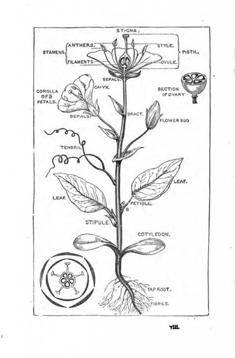 Everyone loves flowers.   They are the beauty of nature.  These two books explore the delicate makeup of flowers, as well as the plants that produce them. There are plenty of great illustrations to visualize the living botany lessons in these volumes.  They would make great additions to a notebook or lapbook project. Download the Read More » Botany Coloring Pages, Bud Plant, Botany Lessons, Flower Anatomy, Botany Books, Biology Plants, Delicate Makeup, Plant Parts, Homeschool Nature Study