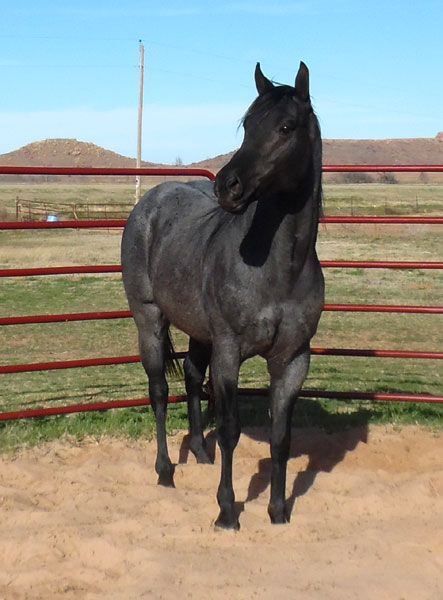 Blue Roan Quarter Horse, Blue Roan Horse, Breyer Custom, Horse Pasture, Aqha Horses, Easy Jet, Gorgeous Horses, Horse Facts, Ball Pythons