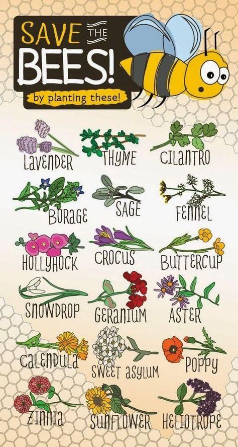 Save the Bees by planting these Plants, Flowers & Herbs Plantarea Legumelor, Funny Vine, Bee Garden, Bee Friendly, Have Inspiration, Save The Bees, Butterfly Garden, Bee Keeping, Permaculture