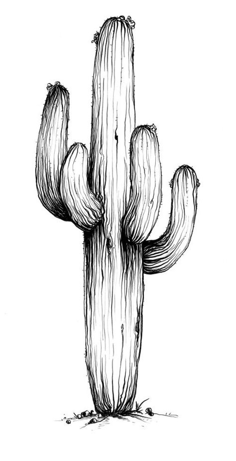 Saguaro Drawing, Saguaro Cactus Drawing, Cactus Sketch, Fineliner Art, Cactus Drawing, Pen Art Drawings, Desert Art, Cactus Art, Plant Drawing