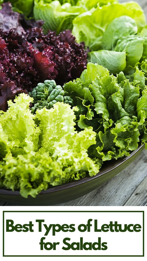 A variety of fresh lettuce types displayed in a salad bowl, including romaine, butterhead, and mixed greens, showcasing vibrant colors and textures. Garden Salad Ideas, Lettuce Benefits, Flavorful Salads, Types Of Lettuce, Lettuce Salad Recipes, Lettuce Recipes, Green Lettuce, Garden Salad, Fresh Salad