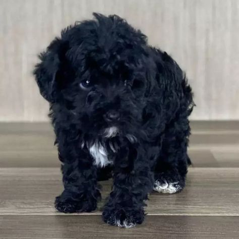 Best Yorkipoos for Sale (Reasonable Adoption Fees) — Crockett Doodles Black Yorkie Poo, Black Yorkie, Yorkie Poo Puppies, Yorkie Poodle, Crockett Doodles, Doodle Puppy, Pet Allergies, Yorkie Poo, Miniature Poodle