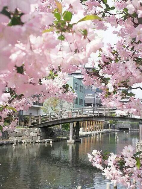 "Write it on your heart that every day is the best day in the year." - Ralph Waldo Emerson Tags: japanese light pink cherry blossoms bridge japan sakura life quote Cherry Blossoms, Pink Flowers, Bridge, Cherry, Trees, Japan, Water, Flowers, Pink