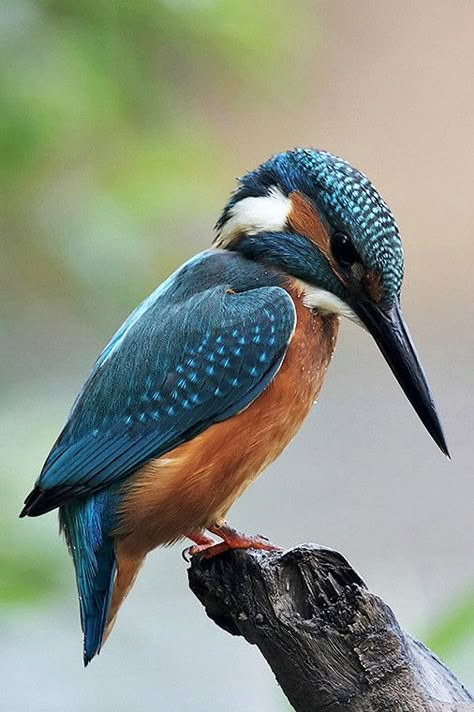 Regard Animal, Kingfisher Bird, Most Beautiful Birds, Australian Birds, Airbrush Art, Nature Birds, Bird Pictures, Exotic Birds, Bird Drawings