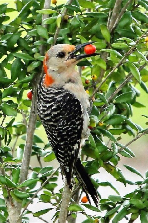 Birds Eating Fruits, Winter Backyard, Birds Eating, Inktober 2024, Golden Thread, How To Attract Birds, Thread Art, Backyard Birds, Bird Pictures