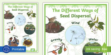 Different Ways of Seed Dispersal Display Poster Collaborative Learning Activities, Seed Dispersal, Sequencing Cards, Information Poster, Plant Life Cycle, Lovely Poster, Collaborative Learning, Parts Of A Plant, Matching Activity