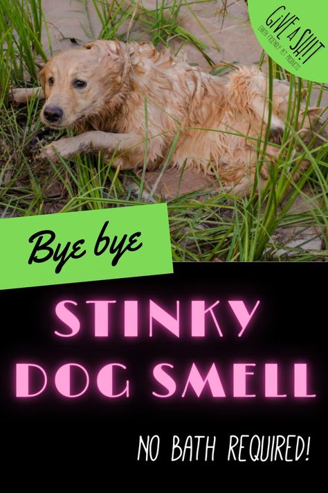 Dog Smells Bad, How To Make Your Dog Smell Good, Dog Deodorizer, Smelly Dog, Stinky Dog, Dog Spray, Dog Remedies, Dog Breath, Dog Smells