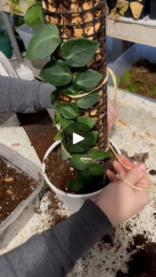 195K views · 1.6K reactions | Shingle plant (Rhaphidophora hayi) grows and looks best with a porous support on which to ascend. Here I’m using cedar chip and cedar mulch as a support pole. #plantcare #plantsmakepeoplehappy | Foraging Fosters | Maile · I Got You (Instrumental) Moss Poles For Plants, Moss Stick For Plants, Rhaphidophora Hayi, Shingle Plant, Willow Plant Supports, Cedar Mulch, Plant Moss Pole, Podoserpula Miranda Mushroom, Cedar Chips