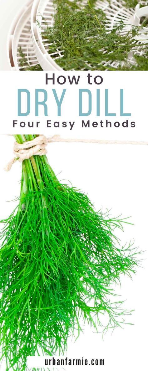 If you find yourself with a lot of fresh dill, drying dill is one of the best ways to store it. Not only does it allow you to enjoy dill year-round, but also gives you the opportunity to create your own unique blends of herbs and spices! Here are 4 ways to dry dill. Drying Fresh Herbs, Veggie Box, Freezing Vegetables, Dill Recipes, Preserving Herbs, Canning Food Preservation, Herb Recipes, Drying Dill, Freeze Drying Food