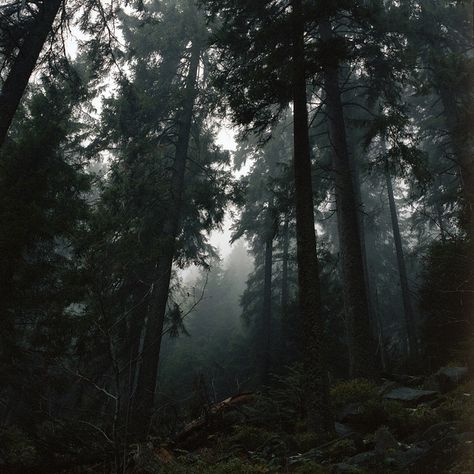 by Robert Kaczynski, via Flickr Dark Naturalism, Dark Forest Aesthetic, Dark Green Aesthetic, Slytherin Aesthetic, Foggy Forest, Image Nature, Tall Trees, Wow Art, Dark Academia Aesthetic