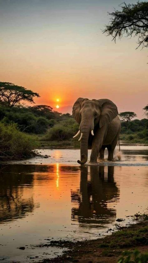 Africa Nature, Elephant Love, Pretty Animals, African Wildlife, An Elephant, African Safari, Zoology, Animal Wallpaper, Animal Photo