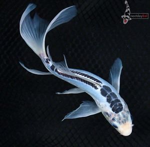 9 5" Blue Shusui Butterfly Fin Live Koi Fish Pond Garden NDK Shusui Koi, Karp Koi, Butterfly Koi, Fish Pond Gardens, Koi Painting, Pond Garden, Koi Art, Koi Fish Tattoo, Carpe Koi