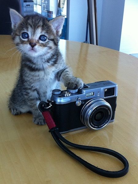 "How do I take a selfie?" Kitten Pictures, Kittens And Puppies, Cute Kittens, Beautiful Cats, Cat Photo, Cute Photos, Animals Friends, Crazy Cats, Cat Pics