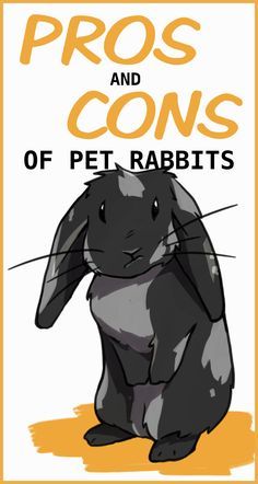 Rabbits As Pets, Flemish Rabbit, Rabbit Health, Bunny Tips, Rabbit Facts, Mini Lop Bunnies, Wild Rabbits, Lop Bunnies, Classroom Pets