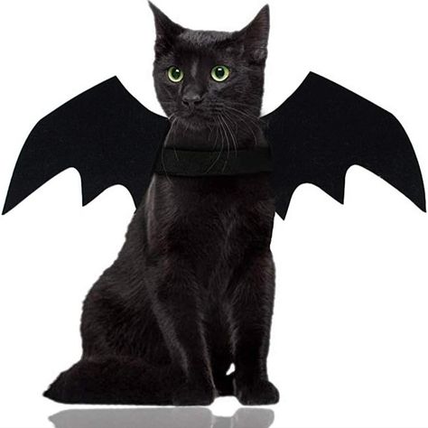 Cat Halloween costume. Bat wings for cat. Diy Bat Costume, Cat Halloween Costume Pet, Cat Dog Costume, Cat Dressed Up, Bat Animal, Bat Costume, Chat Halloween, Cat Halloween Costume, Pet Halloween Costumes