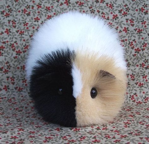 Chubby Animals, Guinea Pigs Funny, Baby Guinea Pigs, Pet Guinea Pigs, Cute Small Animals, Cute Guinea Pigs, Baby Animals Pictures, Cute Hamsters