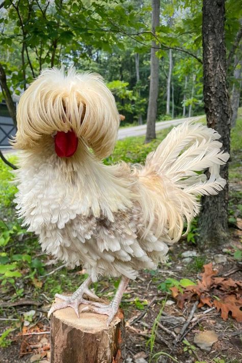 Polish chickens aren’t actually from Poland. One of their most distinctive features is a huge, fluffy crest of feathers that surrounds their heads and sometimes gets in their eyes. This distinctive puff of feathers is where they got their name, as it resembles the large, square hats Polish soldiers used to wear. //Photo credit: Instagram @katieeberhart Polish Chickens Breed, Draw Chicken, Fluffy Chickens, Polish Chickens, Aesthetic Chicken, Sketches Nature, Backyard Aesthetic, Chicken Aesthetic, Polish Chicken