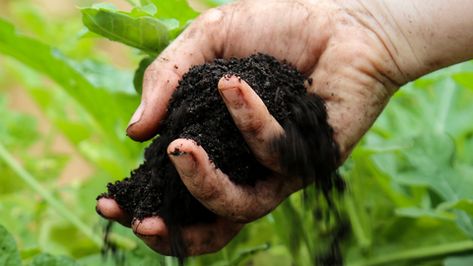 Composting 101, Zucchini Feta, Diy Compost, Anti Oxidant Foods, All Vitamins, Acid Loving Plants, Best Probiotic, Juicing Benefits, Healthy Bacteria