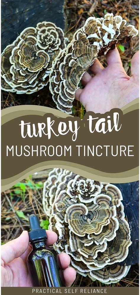 Discover turkey tail mushroom tincture in our edible mushrooms & mushroom guide. This tincture offers anti-inflammatory, anti-tumor, and general wellness benefits, making it a staple in herbal medicine. Get insights into preparing this complex herbal remedy to boost your health regimen. Find more homestead survival, self sufficient living, and medicinal mushrooms at practicalselfreliance.com. Reishi Mushroom Benefits, Mushroom Tincture, Herbalism For Beginners, Turkey Tail Mushrooms, Mushroom Guide, Herbs Medicine, Medicinal Wild Plants, Self Sufficient Living, Mushroom Benefits