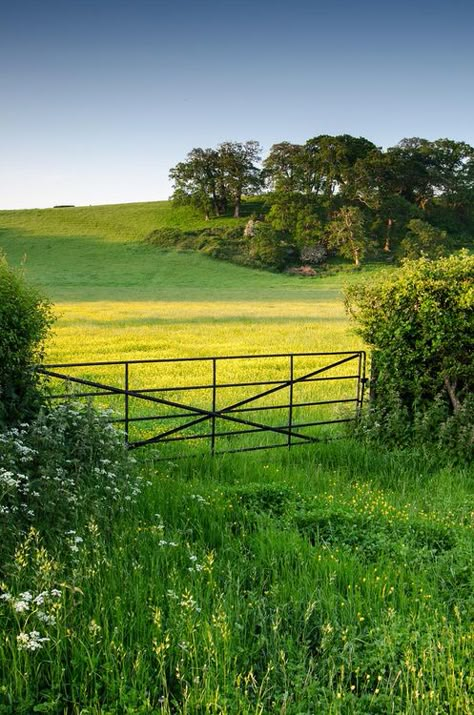 Green Field, Green Pasture, Country Scenes, Samos, Country Farm, English Countryside, Morning Light, Lush Green, Country Life