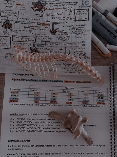 Animal Anatomy Study Aesthetic, Veterinary Aesthetic Collage, Vet Medicine Aesthetic, Veterinarian Student Aesthetic, Veterinary Science Aesthetic, Veterinary Nurse Aesthetic, Vet School Aesthetic Notes, Vet Astethic, Vetinary Aesthetic