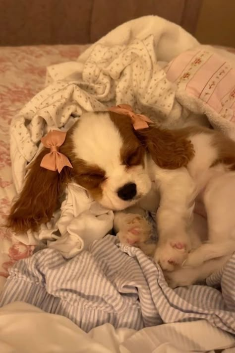 Cute Small Dogs, Very Cute Puppies, Dream Pet, Cute Doggies, Cute Animals Puppies, Very Cute Dogs, Dream Dog, Pretty Animals, Charles Spaniel