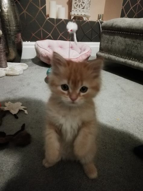 Here is our new baby kitten 8 weeks old Kitty Ideas, Persian Kitten, Persian Kittens, Baby Kittens, Persian Cat, Tabby Cat, 8 Weeks, Cute Funny Animals, New Baby