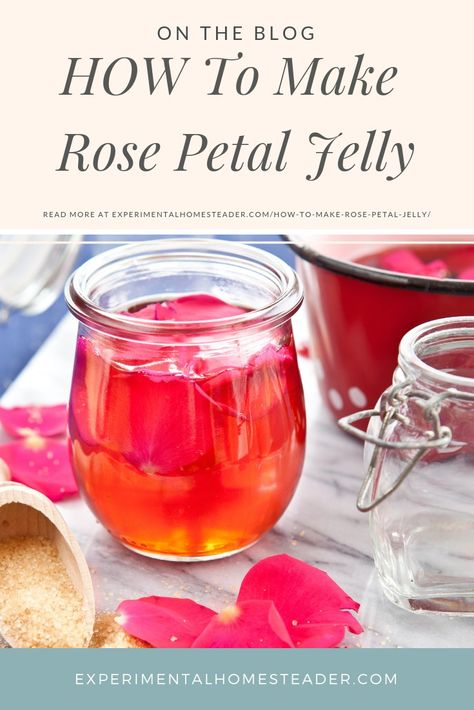 Learn how to make rose petal jelly using fresh rose petals from your favorite organically grown roses. Try different roses for unique flavored jelly. #howtomakerosejelly #rosejelly #rosejellyrecipe Sunflower Jelly Recipe, Unique Jelly Recipes, Unique Canning Recipes, Unique Jams And Jelly Recipes, Hedgerow Jelly, Sunflower Jelly, Rose Jelly, Flower Jelly, Rosa Rugosa