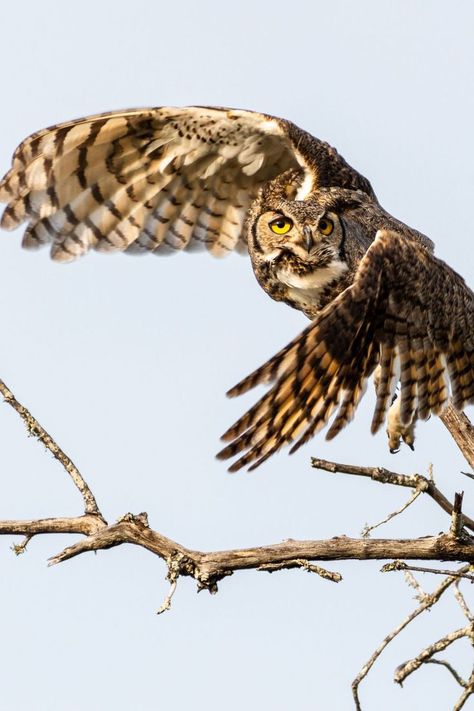 owl Great Horned Owl Flying, Horned Owl Flying, Bird Meaning, Western Screech Owl, Owl Flying, Flying Owl, Eurasian Eagle Owl, Eastern Screech Owl, Crazy Tattoos