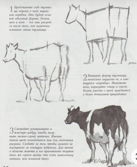 Cow Drawings, Cow Drawing, Animal Drawings Sketches, Animal Study, Cow Painting, Anatomy Drawing, Animal Sketches, Art Inspiration Painting, Anatomy Art