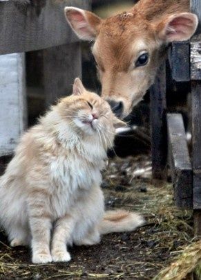 . Animals Friendship, A Cow, A Deer, Pusheen, Sweet Animals, Maine Coon, 귀여운 동물, Larp, Animals Friends