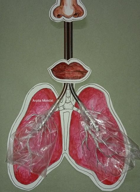 Lung Project Ideas, Lung Model Projects, Lungs Project, Evs Project, Lung Model, Human Body Science Projects, Human Body Science, Computer Projects, Science Projects For Kids