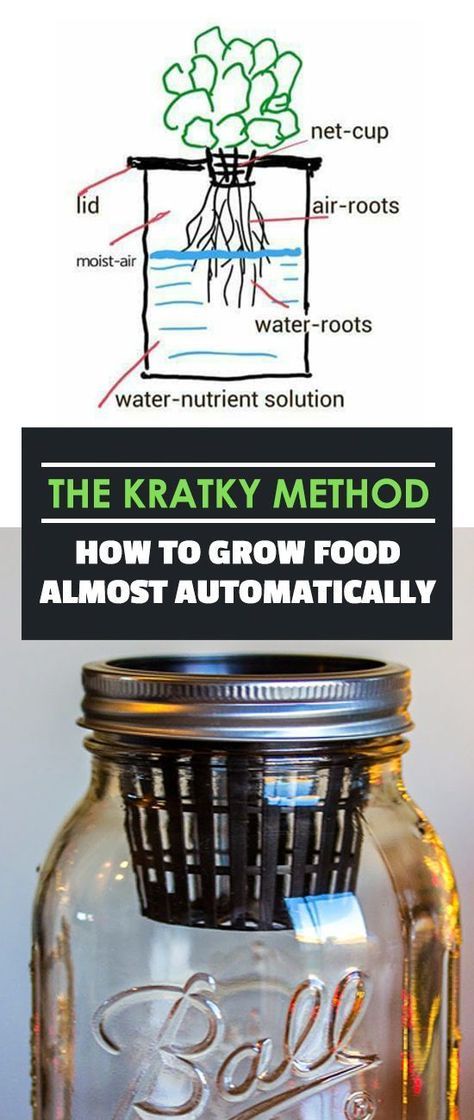 Kratky Method, Indoor Vegetables, Hydroponic Farming, Hydroponics Diy, Hydroponic Growing, Grow Food, Indoor Vegetable Gardening, Organic Vegetable Garden, Aquaponics System