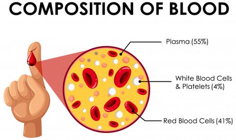 Diagram showing composition of blood Fre... | Free Vector #Freepik #freevector #hand #education #medical #cartoon Essential Thrombocythemia, Medical Cartoon, Doctor Things, Medical Lab Technician, Blood Components, System Unit, Blood Plasma, Medical Lab, Campaign Design