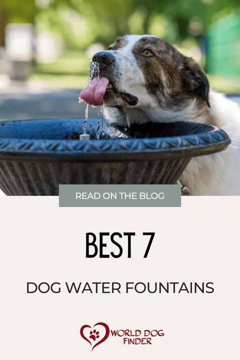 Diy Dog Water Fountain, Outdoor Dog Water Station, Water Fountain For Dogs, Dog Waste Station, Small Water Fountain, Dog Fountain, Friendly Dog Breeds, Guard Dog Breeds, Dog Water Fountain